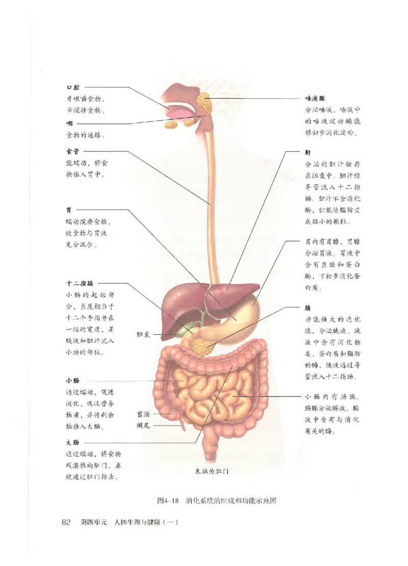 25春-人教版7年级生物下册电子课本_4-教培资料-26年最新资料-同步更新_初中高中教资_03科三专项（进去保存报考的学科即可）_02科三专项（笔记真题思维导图教学设计版本二）