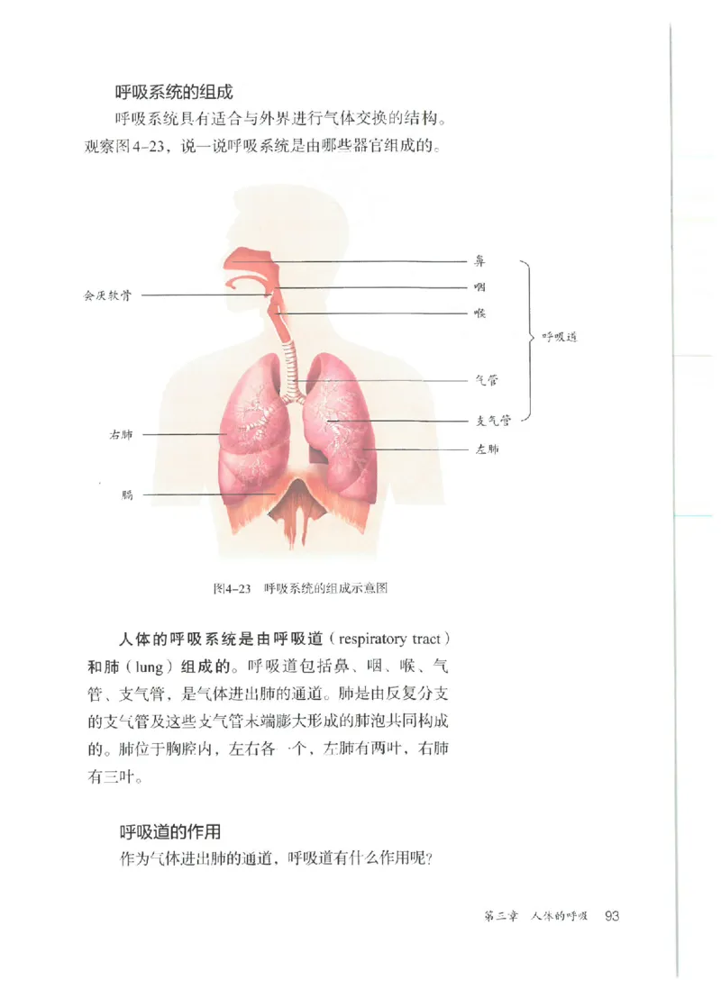 25春-人教版7年级生物下册电子课本_4-教培资料-26年最新资料-同步更新_初中高中教资_03科三专项（进去保存报考的学科即可）_02科三专项（笔记真题思维导图教学设计版本二）