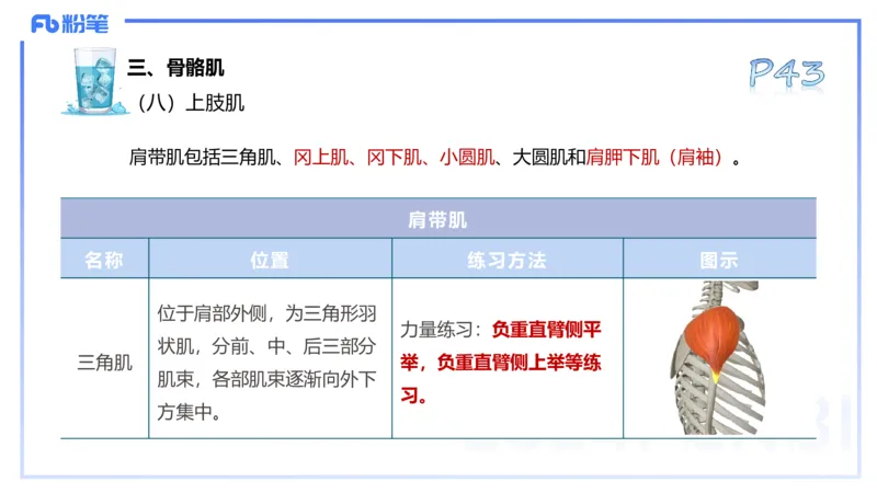 25上理论精讲&mdash;运动解剖学4-陈晶晶_4-教培资料-26年最新资料-同步更新_初中高中教资_03科三专项（进去保存报考的学科即可）_初中_初中体育-通关资料包_3.课程FB系统班课程