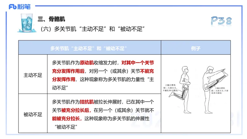 25上理论精讲&mdash;运动解剖学4-陈晶晶_4-教培资料-26年最新资料-同步更新_初中高中教资_03科三专项（进去保存报考的学科即可）_初中_初中体育-通关资料包_3.课程FB系统班课程
