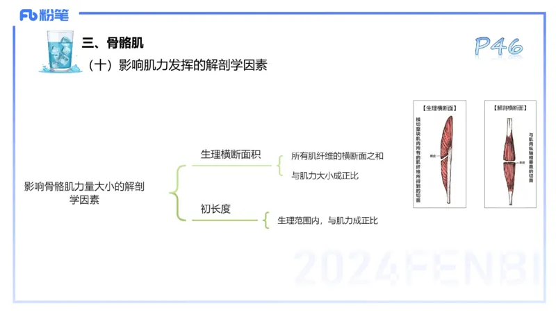 25上理论精讲&mdash;运动解剖学4-陈晶晶_4-教培资料-26年最新资料-同步更新_初中高中教资_03科三专项（进去保存报考的学科即可）_初中_初中体育-通关资料包_3.课程FB系统班课程