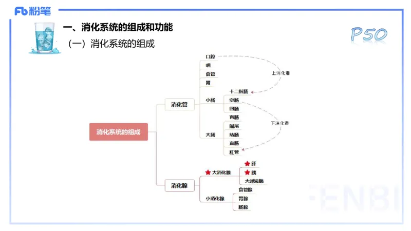 25上理论精讲&mdash;运动解剖学4-陈晶晶_4-教培资料-26年最新资料-同步更新_初中高中教资_03科三专项（进去保存报考的学科即可）_初中_初中体育-通关资料包_3.课程FB系统班课程