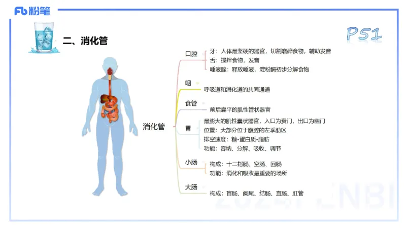 25上理论精讲&mdash;运动解剖学4-陈晶晶_4-教培资料-26年最新资料-同步更新_初中高中教资_03科三专项（进去保存报考的学科即可）_初中_初中体育-通关资料包_3.课程FB系统班课程