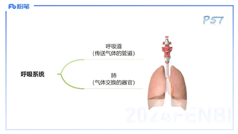 25上理论精讲&mdash;运动解剖学4-陈晶晶_4-教培资料-26年最新资料-同步更新_初中高中教资_03科三专项（进去保存报考的学科即可）_初中_初中体育-通关资料包_3.课程FB系统班课程