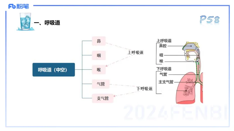 25上理论精讲&mdash;运动解剖学4-陈晶晶_4-教培资料-26年最新资料-同步更新_初中高中教资_03科三专项（进去保存报考的学科即可）_初中_初中体育-通关资料包_3.课程FB系统班课程