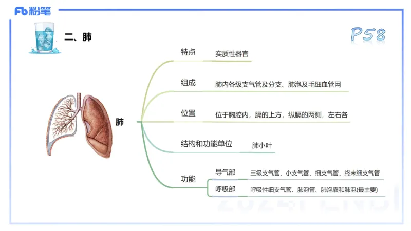 25上理论精讲&mdash;运动解剖学4-陈晶晶_4-教培资料-26年最新资料-同步更新_初中高中教资_03科三专项（进去保存报考的学科即可）_初中_初中体育-通关资料包_3.课程FB系统班课程