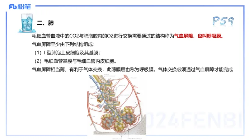 25上理论精讲&mdash;运动解剖学4-陈晶晶_4-教培资料-26年最新资料-同步更新_初中高中教资_03科三专项（进去保存报考的学科即可）_初中_初中体育-通关资料包_3.课程FB系统班课程
