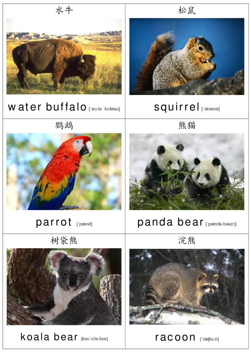 廖彩杏书单单词卡片_初中英语语法_最全初中英语语法习题_No.36单词配图卡