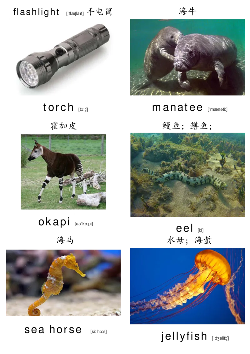 廖彩杏书单单词卡片_初中英语语法_最全初中英语语法习题_No.36单词配图卡