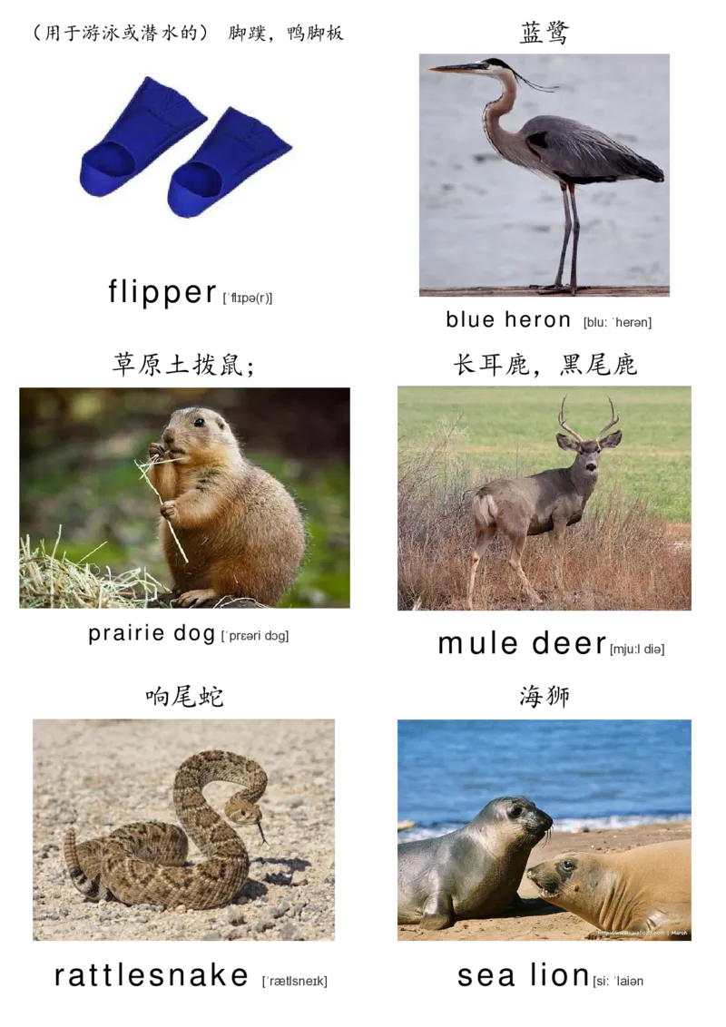 廖彩杏书单单词卡片_初中英语语法_最全初中英语语法习题_No.36单词配图卡