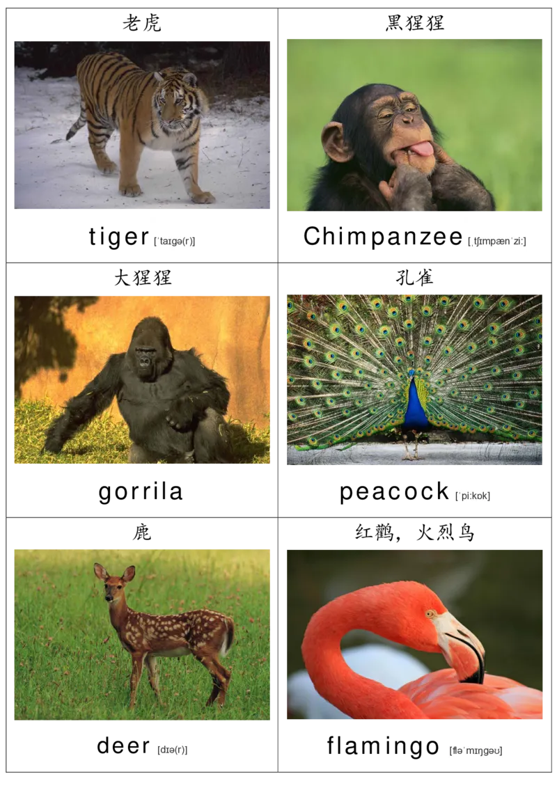 廖彩杏书单单词卡片_初中英语语法_最全初中英语语法习题_No.36单词配图卡