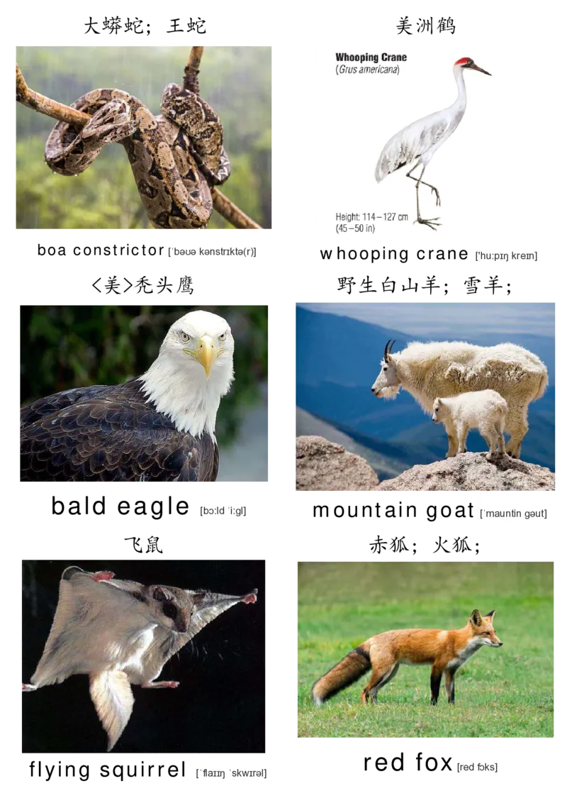 廖彩杏书单单词卡片_初中英语语法_最全初中英语语法习题_No.36单词配图卡