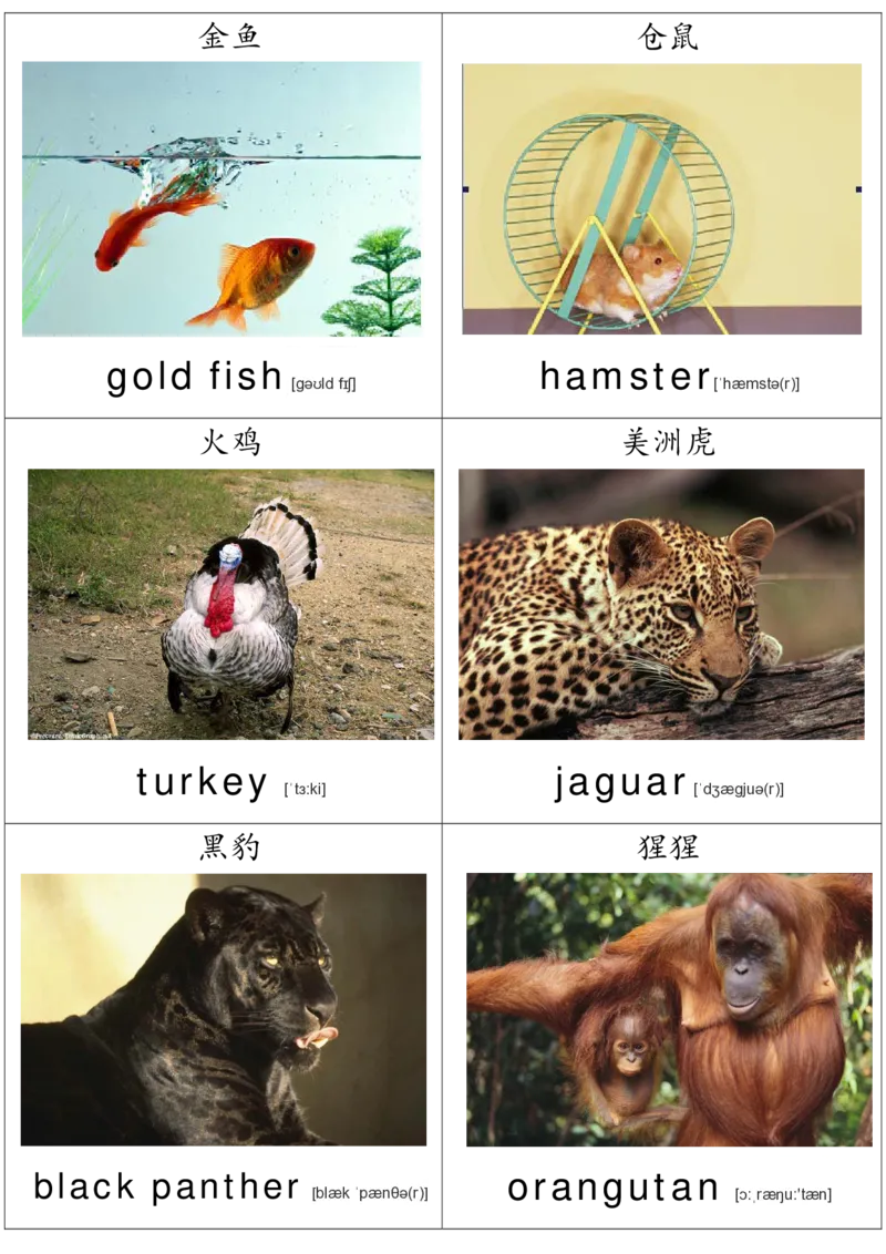 廖彩杏书单单词卡片_初中英语语法_最全初中英语语法习题_No.36单词配图卡