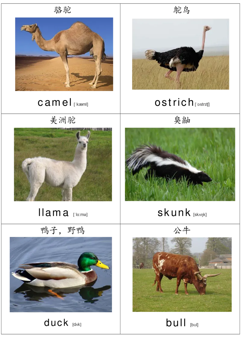 廖彩杏书单单词卡片_初中英语语法_最全初中英语语法习题_No.36单词配图卡