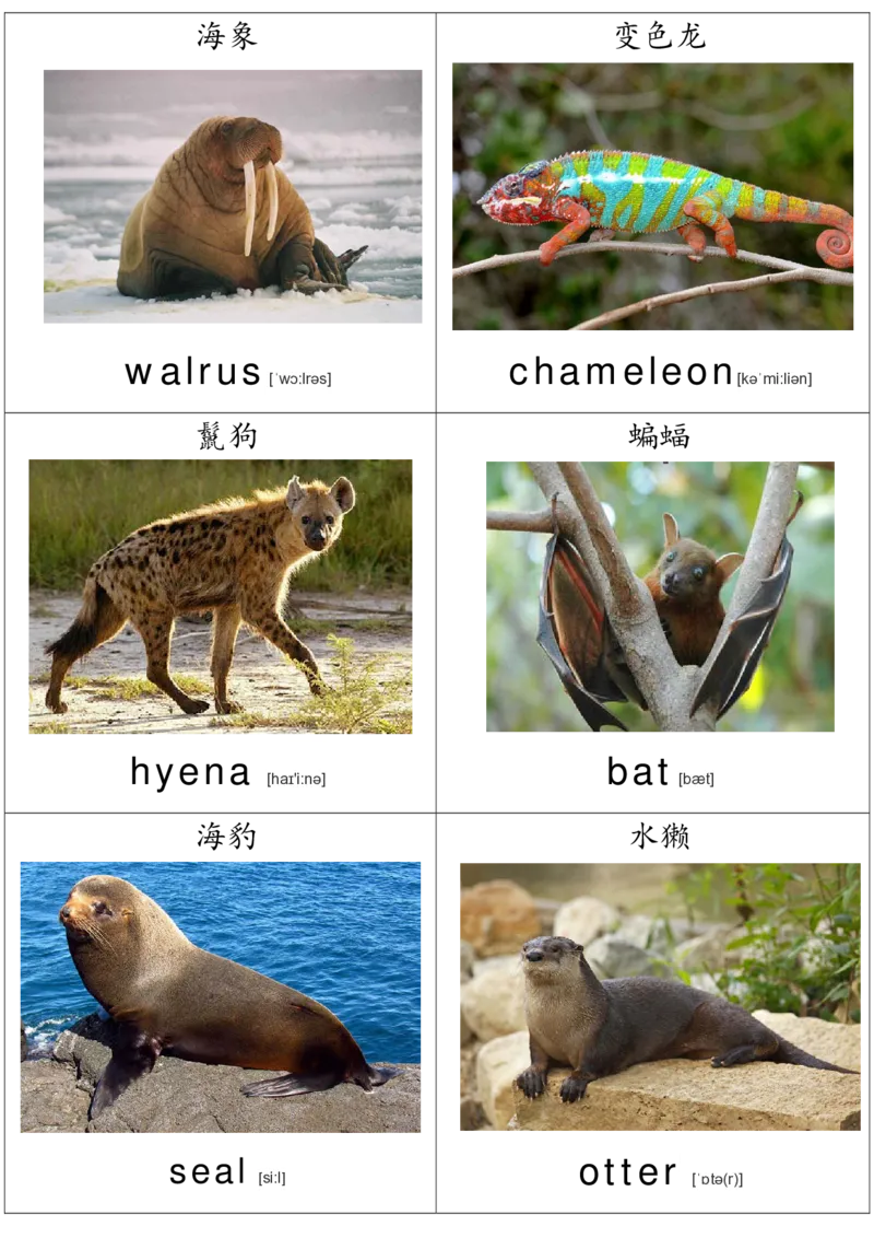 廖彩杏书单单词卡片_初中英语语法_最全初中英语语法习题_No.36单词配图卡