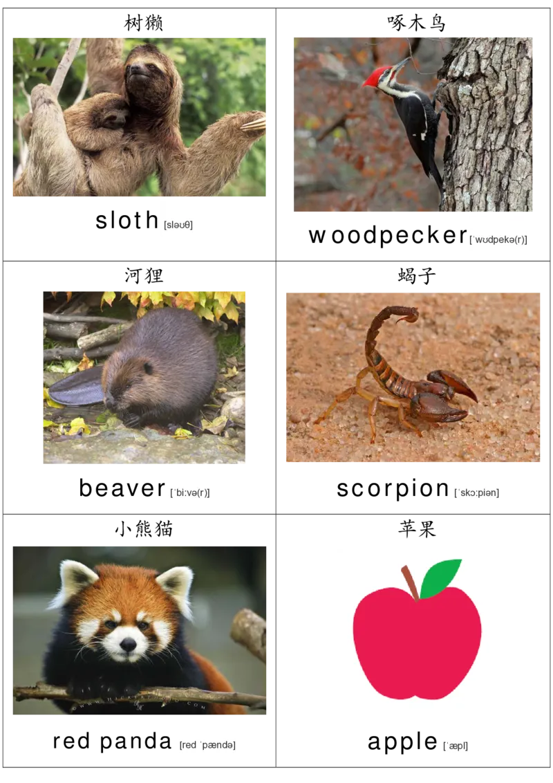 廖彩杏书单单词卡片_初中英语语法_最全初中英语语法习题_No.36单词配图卡