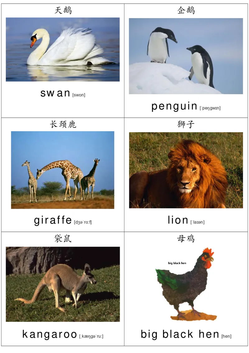 廖彩杏书单单词卡片_初中英语语法_最全初中英语语法习题_No.36单词配图卡