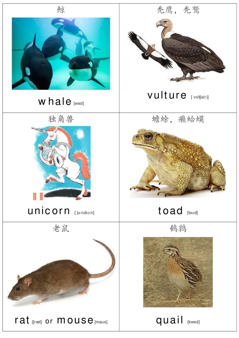 廖彩杏书单单词卡片_初中英语语法_最全初中英语语法习题_No.36单词配图卡