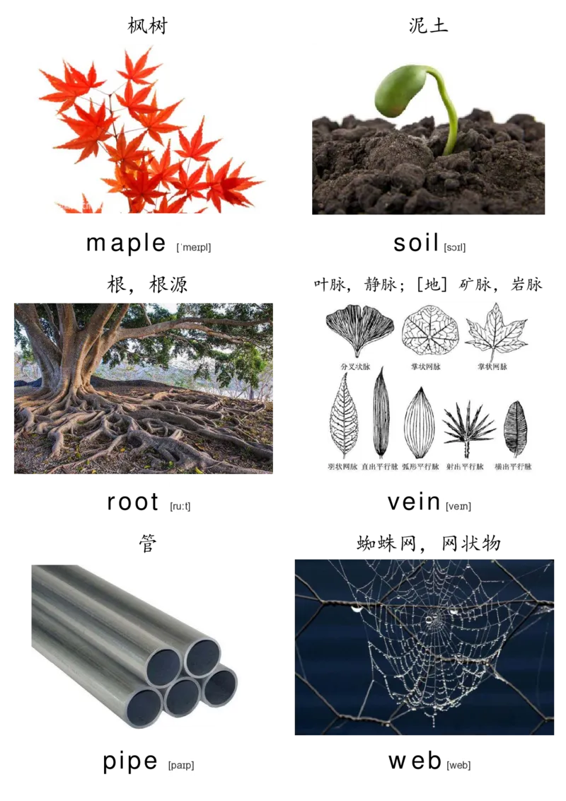 廖彩杏书单单词卡片_初中英语语法_最全初中英语语法习题_No.36单词配图卡