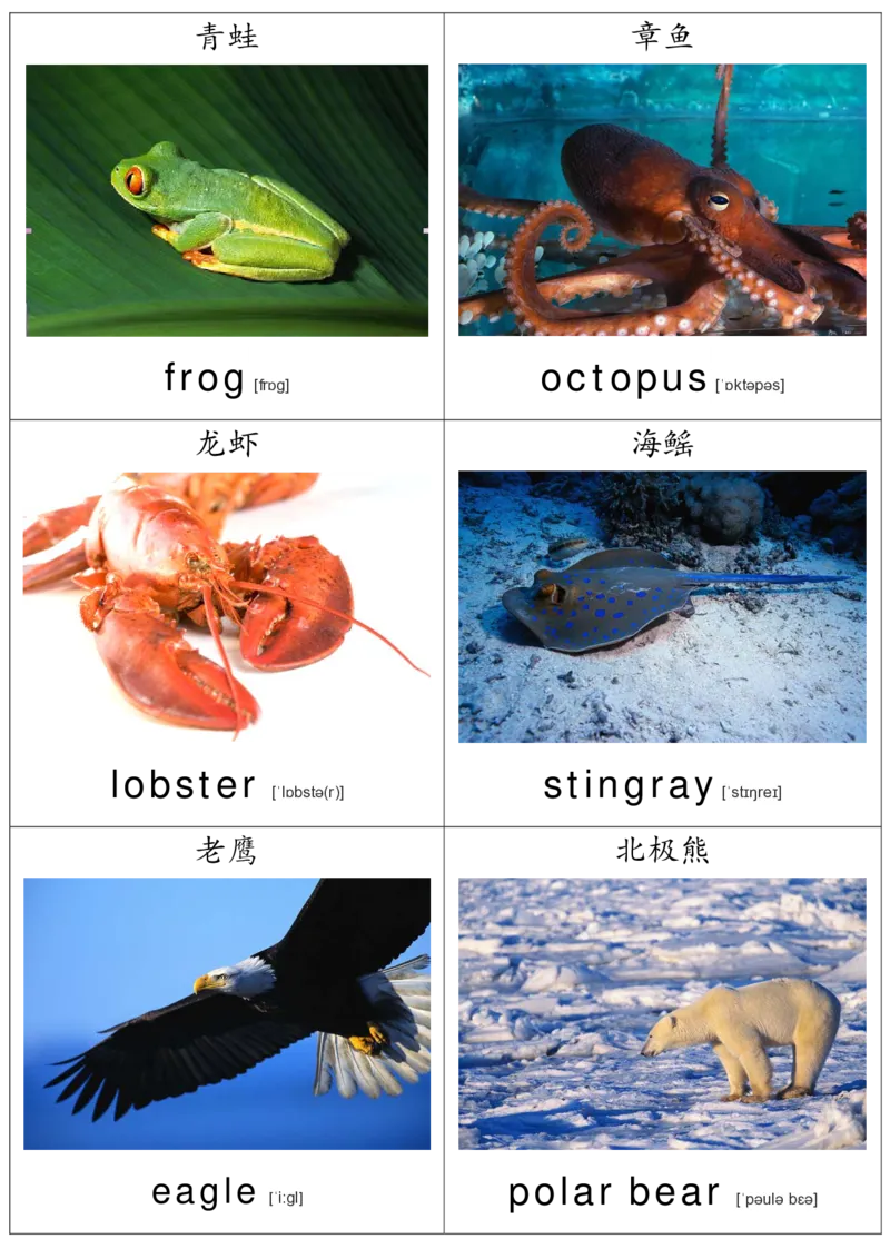 廖彩杏书单单词卡片_初中英语语法_最全初中英语语法习题_No.36单词配图卡