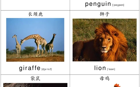 廖彩杏书单单词卡片_初中英语语法_最全初中英语语法习题_No.36单词配图卡