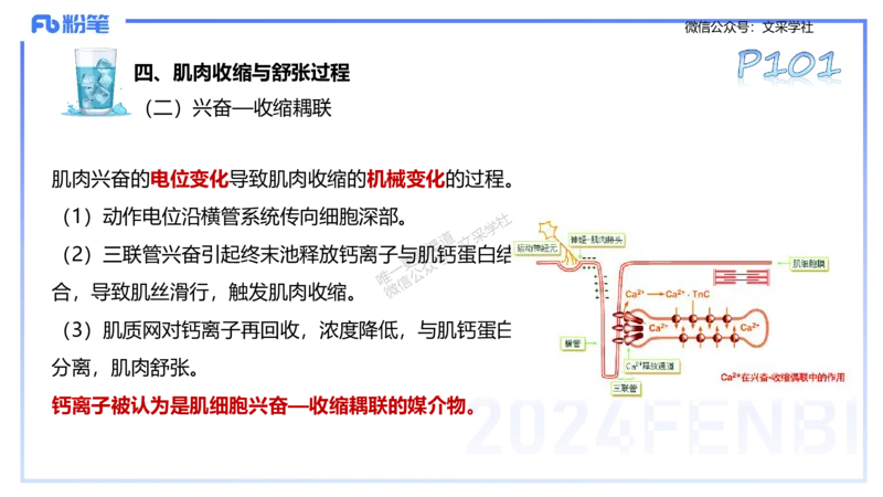 25上理论精讲&mdash;运动生理学1-陈晶晶_4-教培资料-26年最新资料-同步更新_初中高中教资_03科三专项（进去保存报考的学科即可）_初中_初中体育-通关资料包_3.课程FB系统班课程