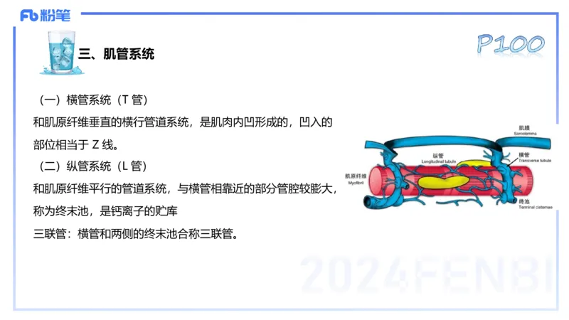 25上理论精讲&mdash;运动生理学2-陈晶晶_4-教培资料-26年最新资料-同步更新_初中高中教资_03科三专项（进去保存报考的学科即可）_初中_初中体育-通关资料包_3.课程FB系统班课程