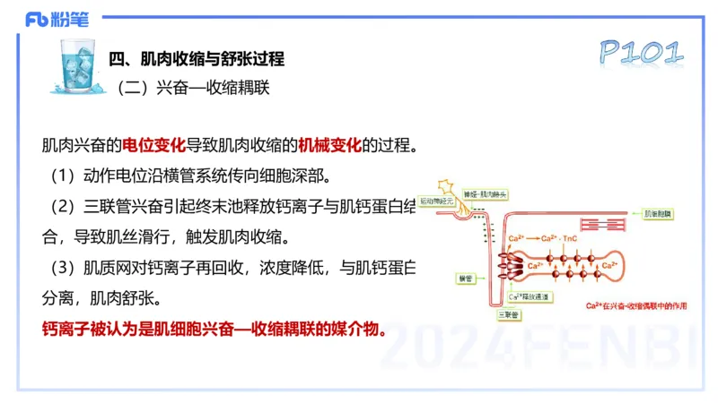 25上理论精讲&mdash;运动生理学2-陈晶晶_4-教培资料-26年最新资料-同步更新_初中高中教资_03科三专项（进去保存报考的学科即可）_初中_初中体育-通关资料包_3.课程FB系统班课程