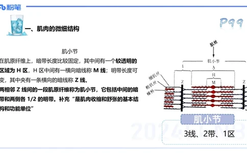25上理论精讲&mdash;运动生理学2-陈晶晶_4-教培资料-26年最新资料-同步更新_初中高中教资_03科三专项（进去保存报考的学科即可）_初中_初中体育-通关资料包_3.课程FB系统班课程