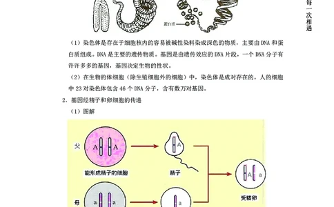 生物专项考点50：基因在亲子代间的传递_2026考公资料_（28）上岸村合集（司马、章晓铭、王永恒、天晓、忠政、丁旭等）_2025合集_92024上岸村广东省考科学推理套卷班_课件