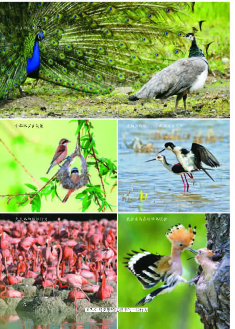 人教版8年级生物下册高清教材_4-教培资料-26年最新资料-同步更新_初中高中教资_03科三专项（进去保存报考的学科即可）_02科三专项（笔记真题思维导图教学设计版本二）