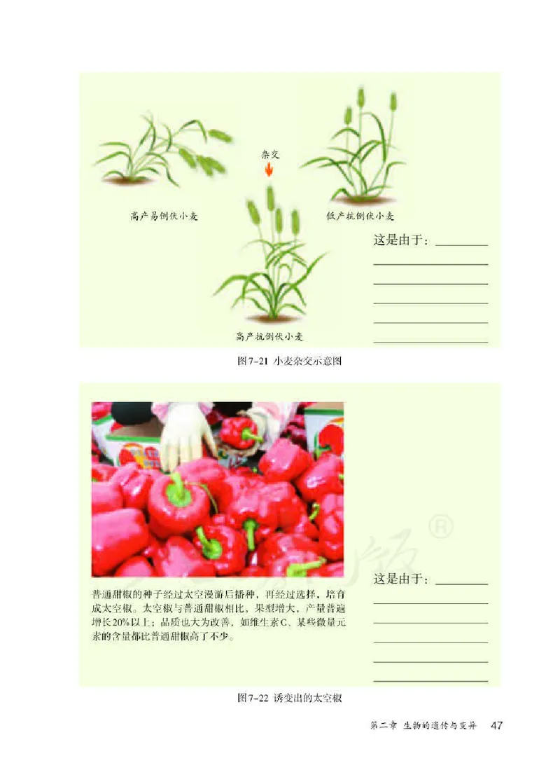 人教版8年级生物下册高清教材_4-教培资料-26年最新资料-同步更新_初中高中教资_03科三专项（进去保存报考的学科即可）_02科三专项（笔记真题思维导图教学设计版本二）