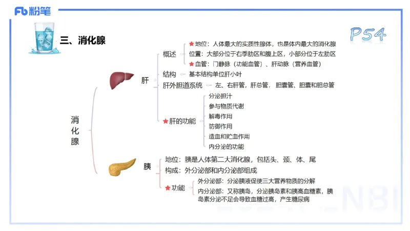 25上理论精讲&mdash;运动解剖学5-陈晶晶_4-教培资料-26年最新资料-同步更新_初中高中教资_03科三专项（进去保存报考的学科即可）_初中_初中体育-通关资料包_3.课程FB系统班课程