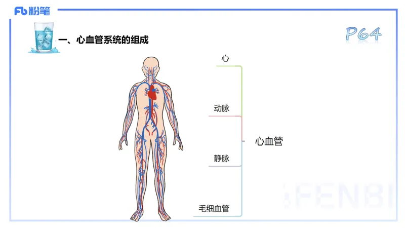 25上理论精讲&mdash;运动解剖学5-陈晶晶_4-教培资料-26年最新资料-同步更新_初中高中教资_03科三专项（进去保存报考的学科即可）_初中_初中体育-通关资料包_3.课程FB系统班课程