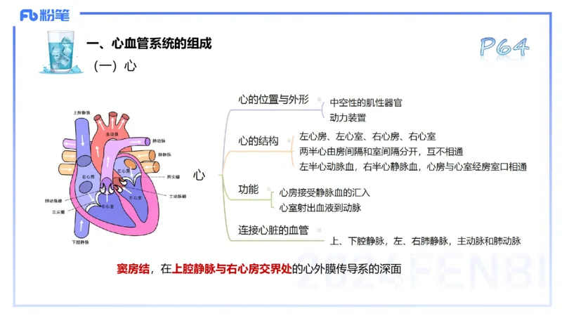 25上理论精讲&mdash;运动解剖学5-陈晶晶_4-教培资料-26年最新资料-同步更新_初中高中教资_03科三专项（进去保存报考的学科即可）_初中_初中体育-通关资料包_3.课程FB系统班课程