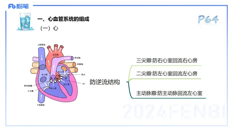 25上理论精讲&mdash;运动解剖学5-陈晶晶_4-教培资料-26年最新资料-同步更新_初中高中教资_03科三专项（进去保存报考的学科即可）_初中_初中体育-通关资料包_3.课程FB系统班课程