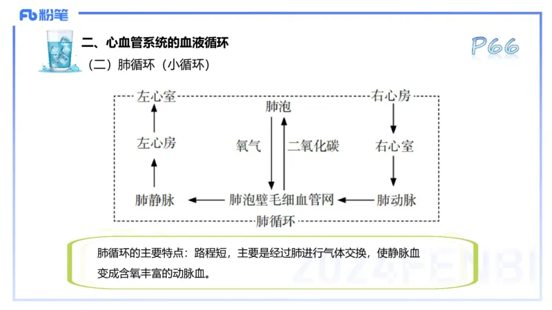 25上理论精讲&mdash;运动解剖学5-陈晶晶_4-教培资料-26年最新资料-同步更新_初中高中教资_03科三专项（进去保存报考的学科即可）_初中_初中体育-通关资料包_3.课程FB系统班课程