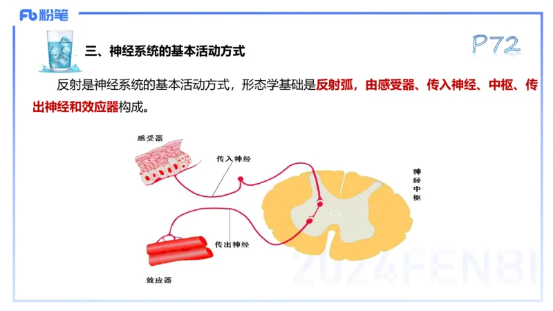 25上理论精讲&mdash;运动解剖学5-陈晶晶_4-教培资料-26年最新资料-同步更新_初中高中教资_03科三专项（进去保存报考的学科即可）_初中_初中体育-通关资料包_3.课程FB系统班课程