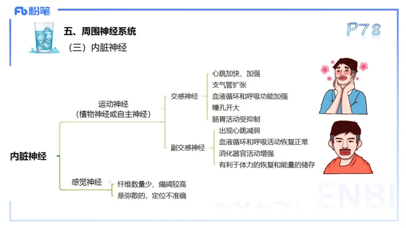25上理论精讲&mdash;运动解剖学5-陈晶晶_4-教培资料-26年最新资料-同步更新_初中高中教资_03科三专项（进去保存报考的学科即可）_初中_初中体育-通关资料包_3.课程FB系统班课程