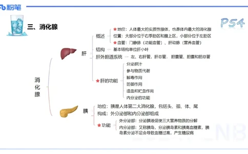 25上理论精讲&mdash;运动解剖学5-陈晶晶_4-教培资料-26年最新资料-同步更新_初中高中教资_03科三专项（进去保存报考的学科即可）_初中_初中体育-通关资料包_3.课程FB系统班课程