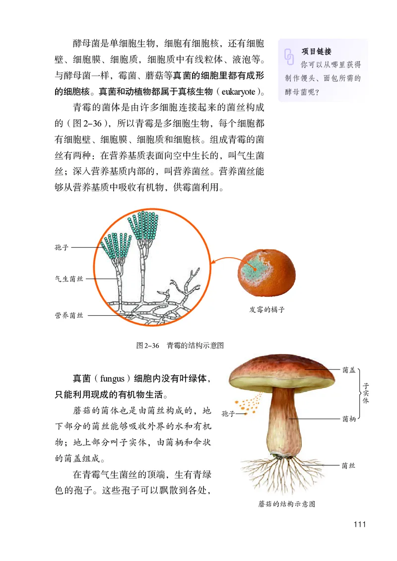 人教版7年级生物上册高清教材_4-教培资料-26年最新资料-同步更新_初中高中教资_03科三专项（进去保存报考的学科即可）_02科三专项（笔记真题思维导图教学设计版本二）