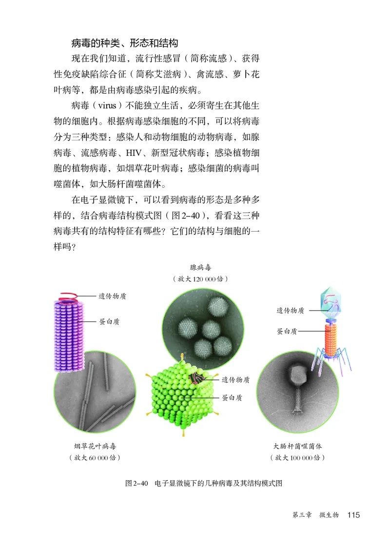 人教版7年级生物上册高清教材_4-教培资料-26年最新资料-同步更新_初中高中教资_03科三专项（进去保存报考的学科即可）_02科三专项（笔记真题思维导图教学设计版本二）
