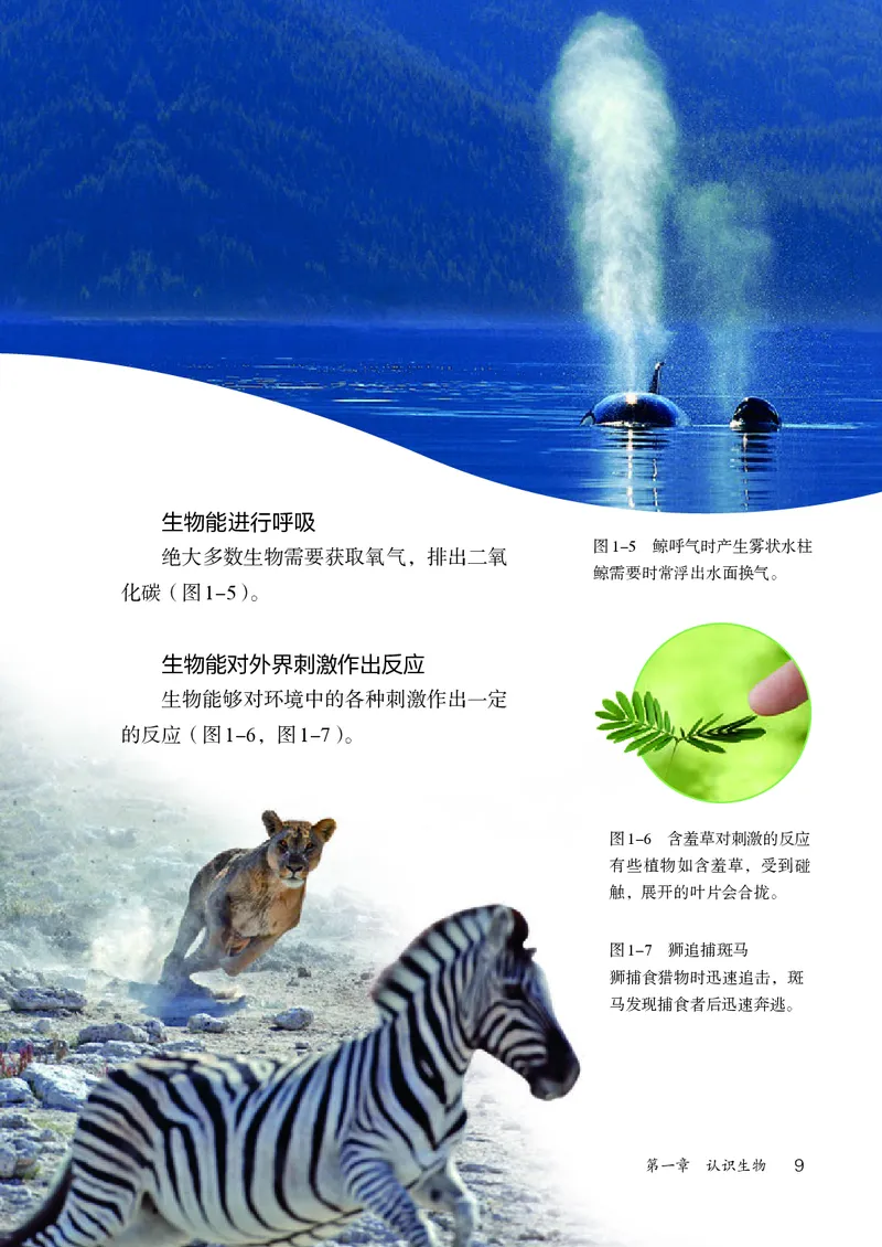 人教版7年级生物上册高清教材_4-教培资料-26年最新资料-同步更新_初中高中教资_03科三专项（进去保存报考的学科即可）_02科三专项（笔记真题思维导图教学设计版本二）