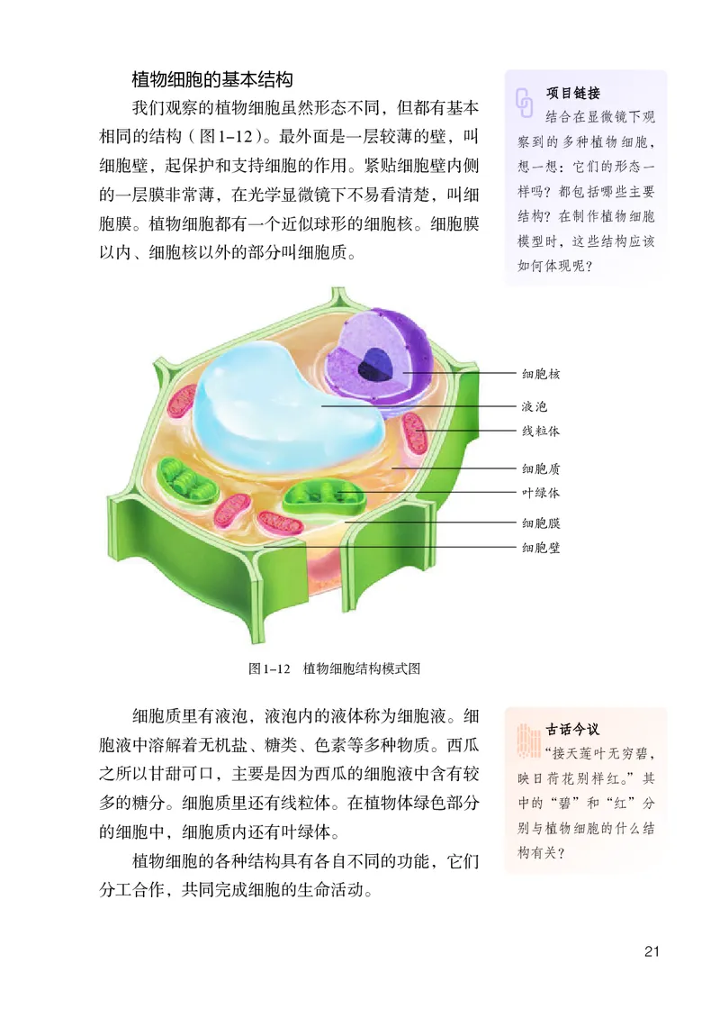人教版7年级生物上册高清教材_4-教培资料-26年最新资料-同步更新_初中高中教资_03科三专项（进去保存报考的学科即可）_02科三专项（笔记真题思维导图教学设计版本二）