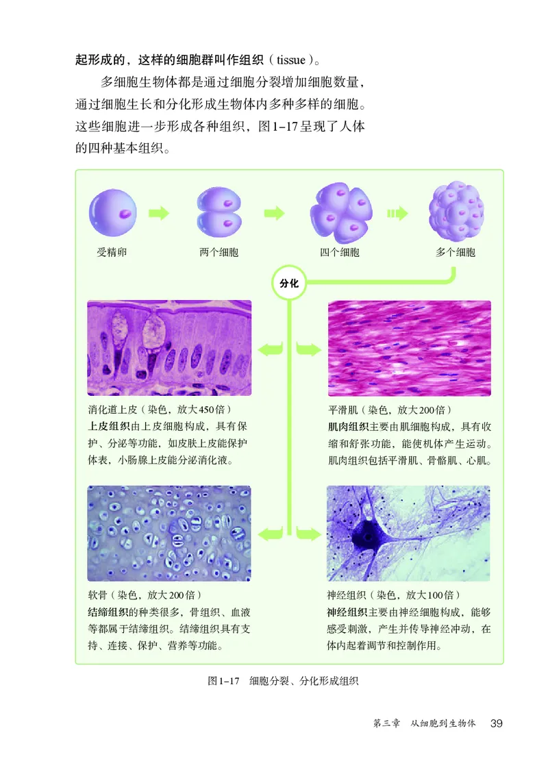 人教版7年级生物上册高清教材_4-教培资料-26年最新资料-同步更新_初中高中教资_03科三专项（进去保存报考的学科即可）_02科三专项（笔记真题思维导图教学设计版本二）