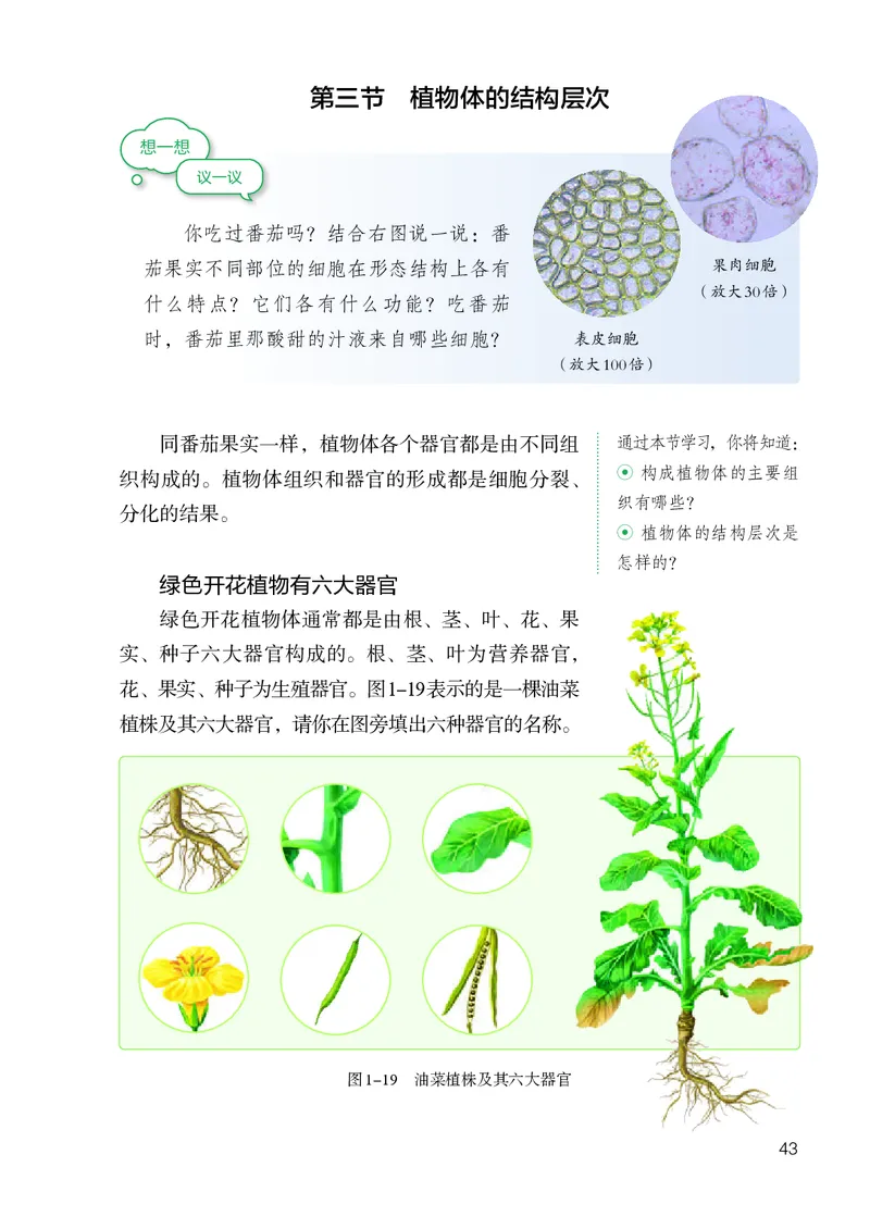 人教版7年级生物上册高清教材_4-教培资料-26年最新资料-同步更新_初中高中教资_03科三专项（进去保存报考的学科即可）_02科三专项（笔记真题思维导图教学设计版本二）