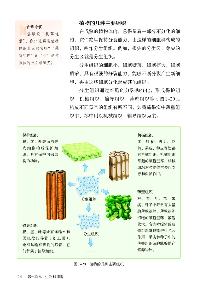 人教版7年级生物上册高清教材_4-教培资料-26年最新资料-同步更新_初中高中教资_03科三专项（进去保存报考的学科即可）_02科三专项（笔记真题思维导图教学设计版本二）