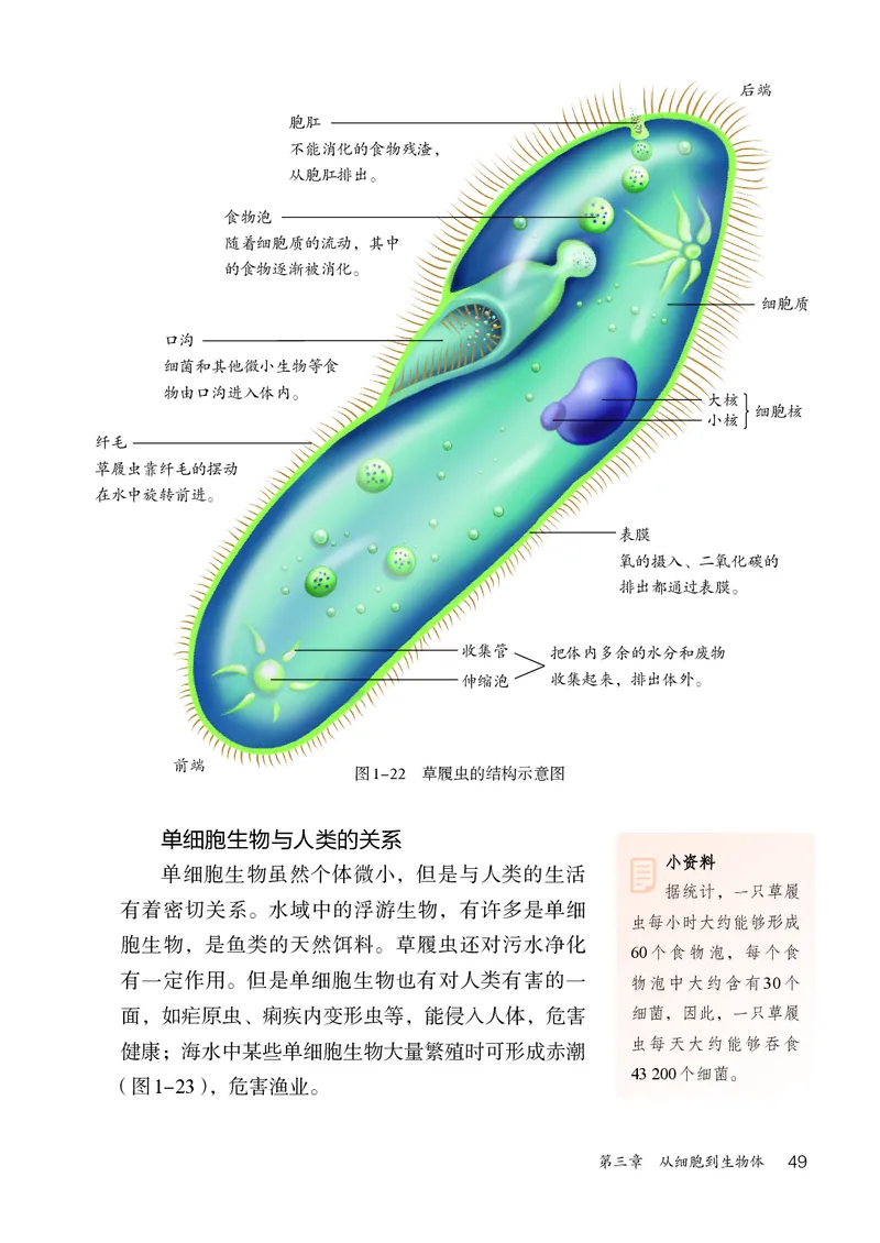 人教版7年级生物上册高清教材_4-教培资料-26年最新资料-同步更新_初中高中教资_03科三专项（进去保存报考的学科即可）_02科三专项（笔记真题思维导图教学设计版本二）