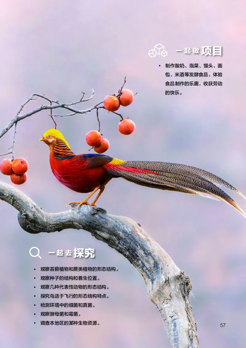 人教版7年级生物上册高清教材_4-教培资料-26年最新资料-同步更新_初中高中教资_03科三专项（进去保存报考的学科即可）_02科三专项（笔记真题思维导图教学设计版本二）