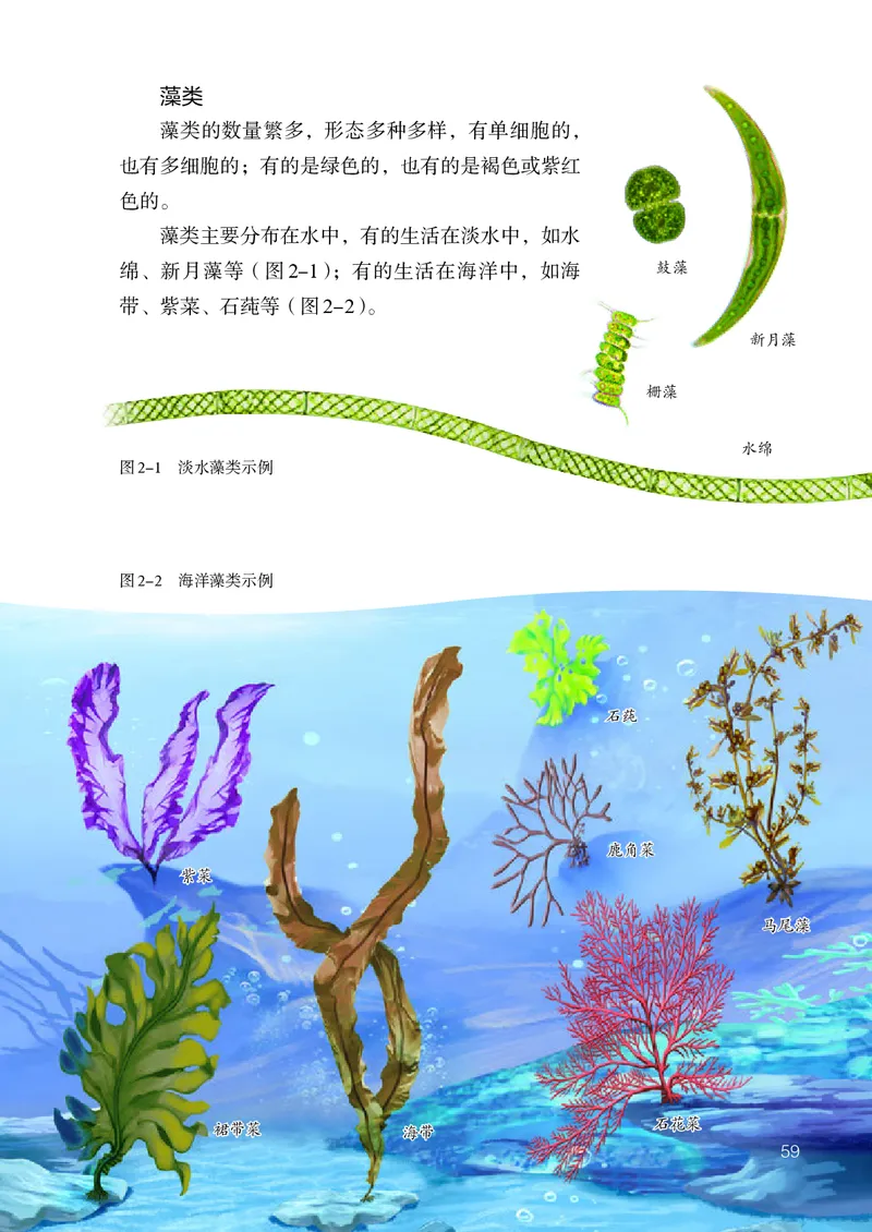 人教版7年级生物上册高清教材_4-教培资料-26年最新资料-同步更新_初中高中教资_03科三专项（进去保存报考的学科即可）_02科三专项（笔记真题思维导图教学设计版本二）